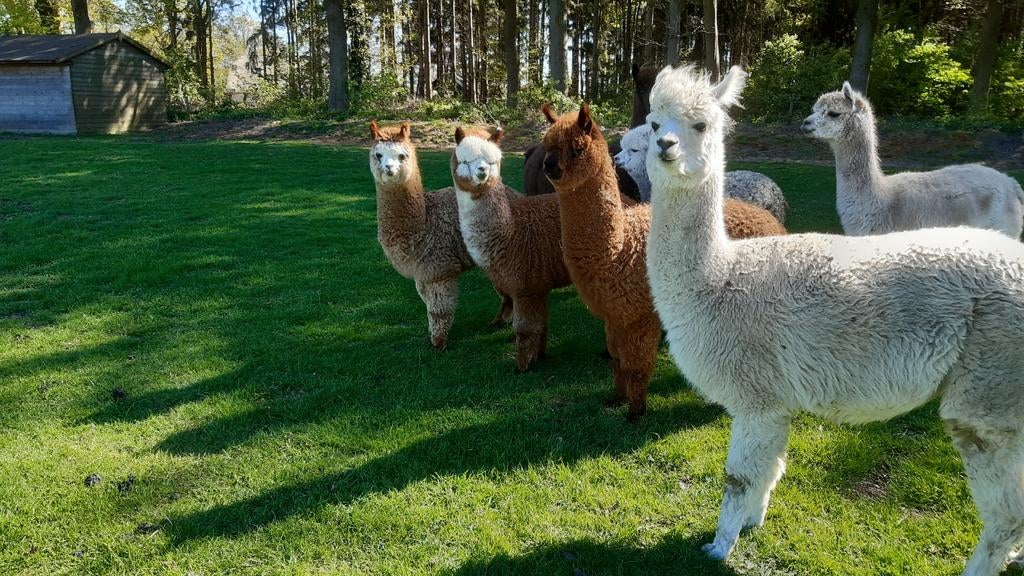 Alpacas, April, Vrouwelijk