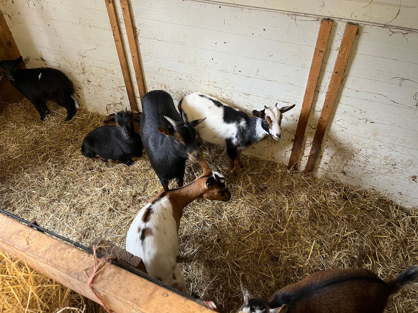 Jonge dwerggeitjes, Dieren en Toebehoren, Meerdere dieren