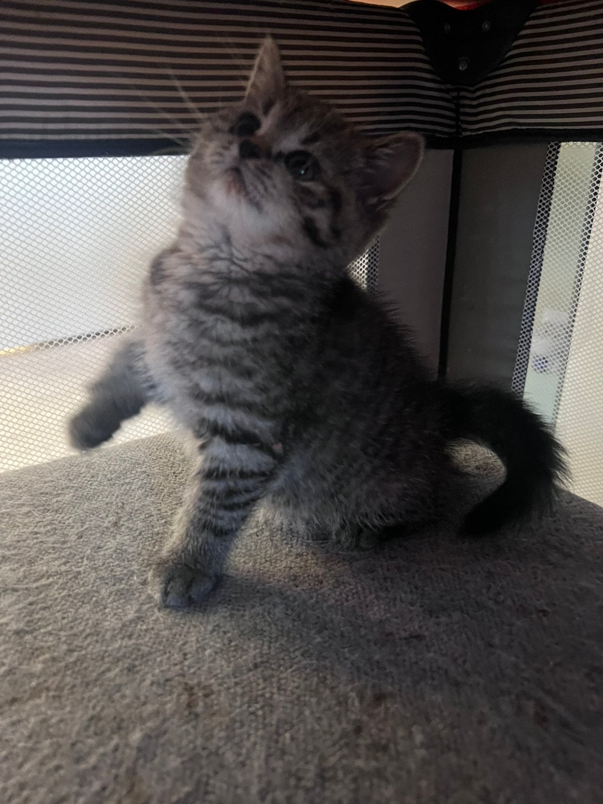 Brietse korthaar kittens, Dieren en Toebehoren, Meerdere dieren, Ontwormd, 0 tot 2 jaar