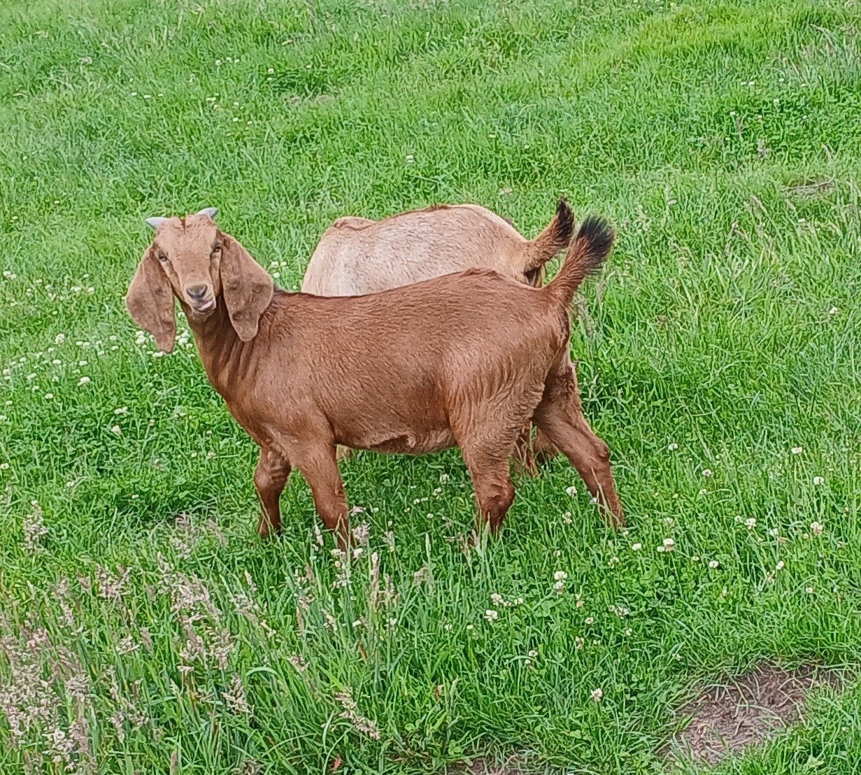 3 Red kalahari boergeitlammeren te koop, Vrouwelijk, Geit