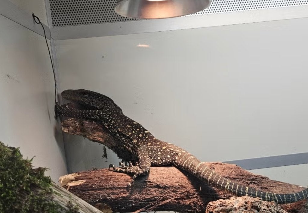 échanges Varanus salvadorii Monitor Lizard - unknown for sale from reptile900