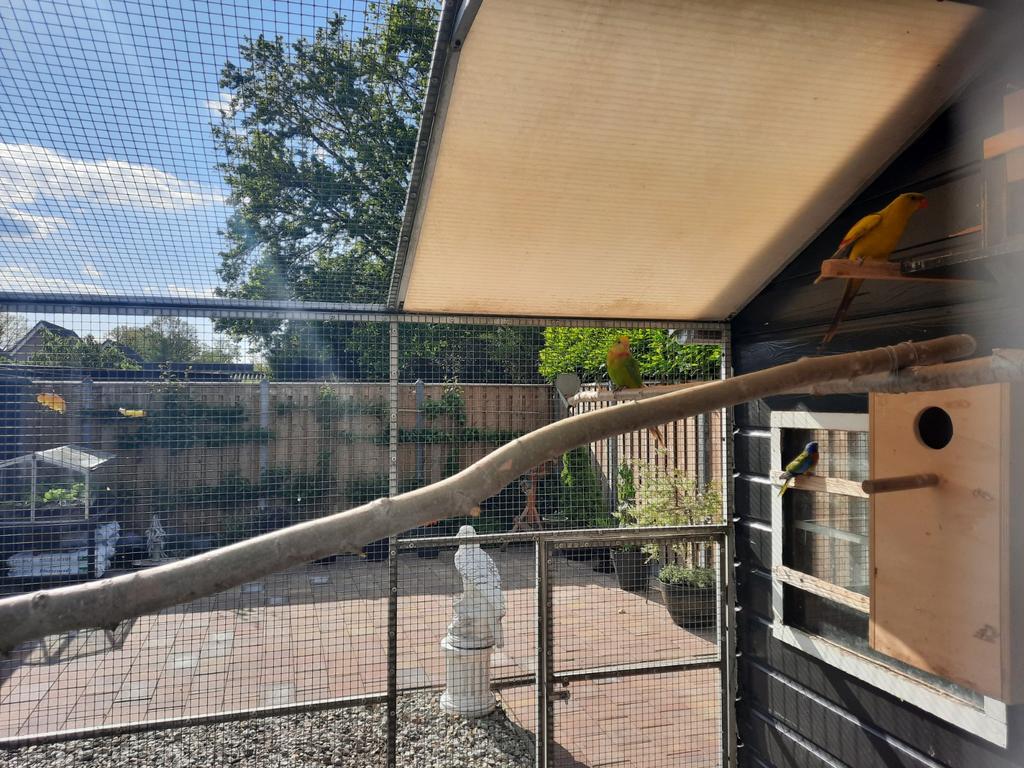 BARRABAND  CINNAMON  2025, Dieren en Toebehoren, Vogels | Parkieten en Papegaaien, Meerdere dieren, Parkiet, Geringd