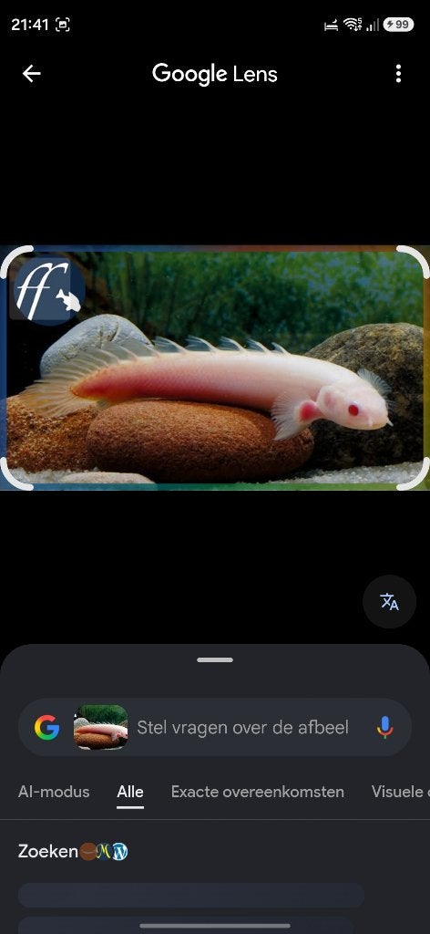 Polypterus delhezi albino bichir, Dieren en Toebehoren, Vis, Zoetwatervis, Schoolvis
