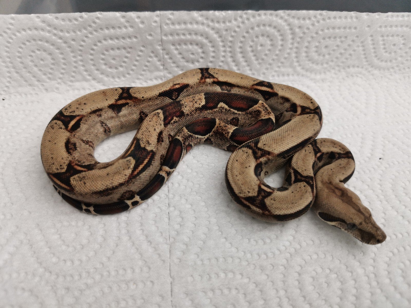 boa : wk 100% het albino leopard, Slang, 0 tot 2 jaar
