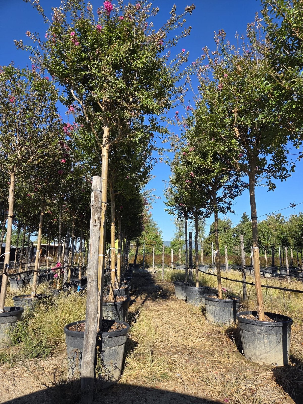 Lagerstroemia indica ‘Pink’ – Indische sering, Tuin en Terras, 250 tot 400 cm, Zomer, Volle zon, In pot