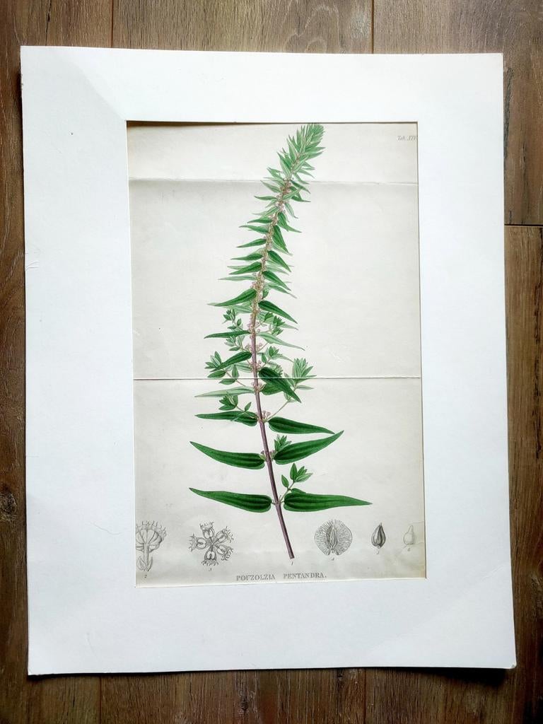 Vintage Botanische Print: Plant Illustratie, Ophalen of Verzenden