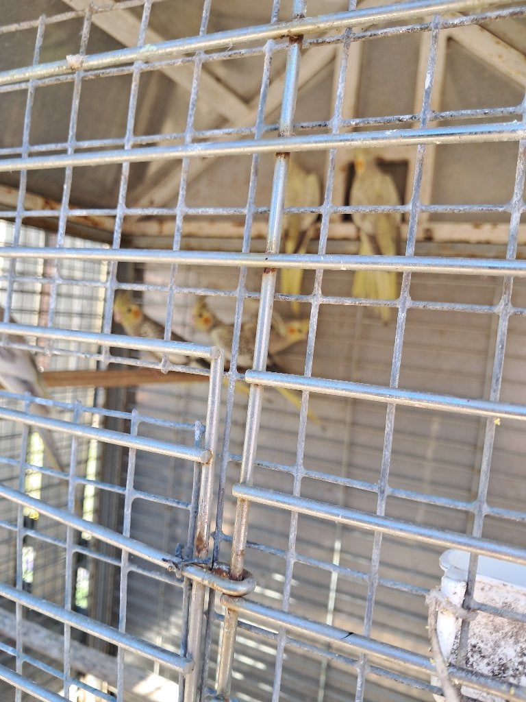 Te koop, Dieren en Toebehoren, Meerdere dieren, Parkiet