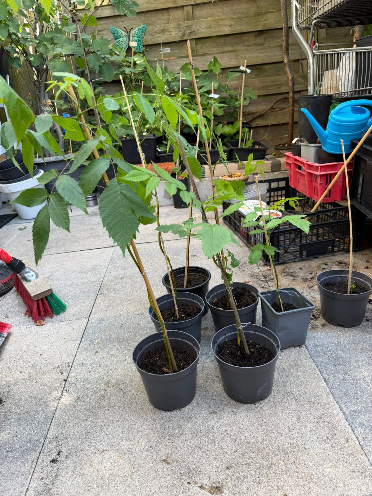 Zwarte Amerikaanse Walnoot, Tuin en Terras, Planten | Fruitbomen, Ophalen, Minder dan 100 cm, Lente, Volle zon