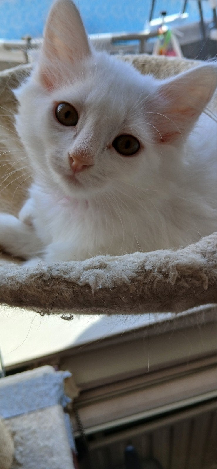 mooie langhaar ragdol x main coon (ragcoon) kitten, Meerdere dieren