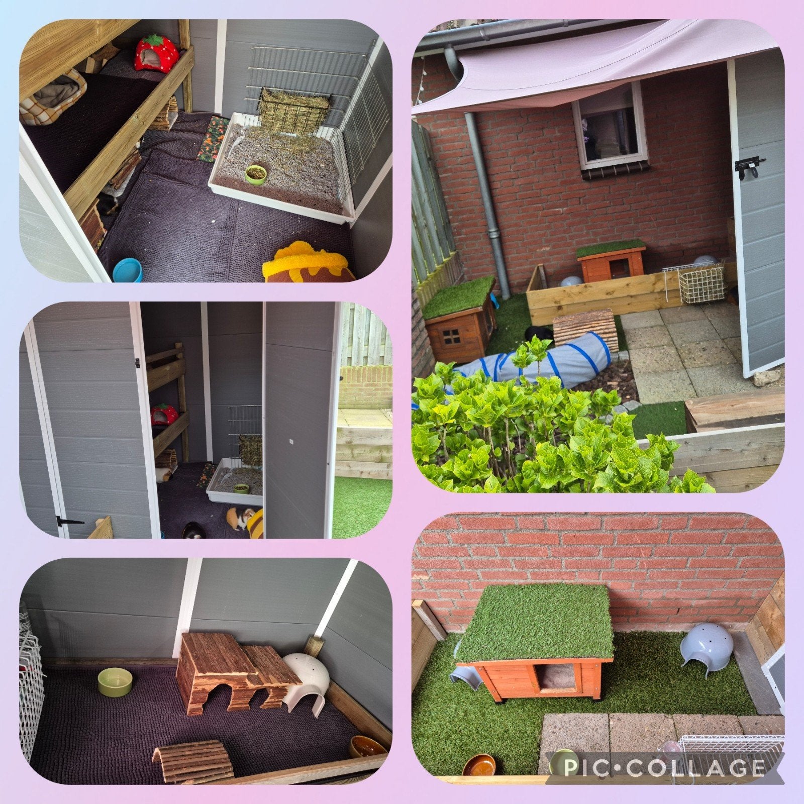 cavia vakantie opvang, Dieren en Toebehoren, Ophalen
