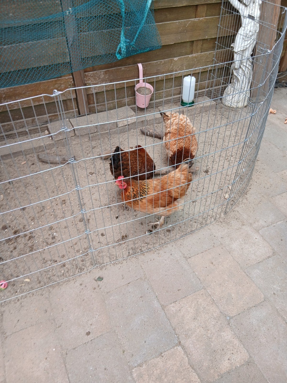 Scharel kippen, Dieren en Toebehoren, Pluimvee, Kip, Meerdere dieren