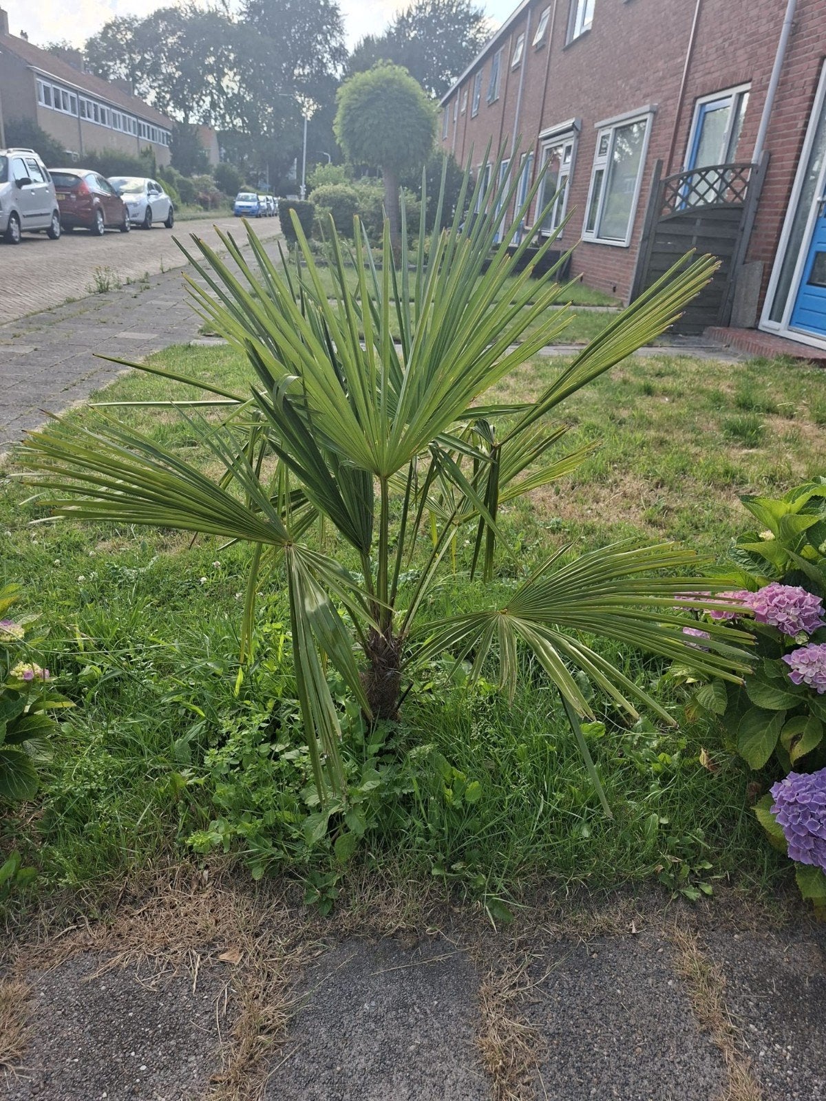 3 keer palmboom, 100 tot 250 cm, Zomer, Palmboom, Ophalen