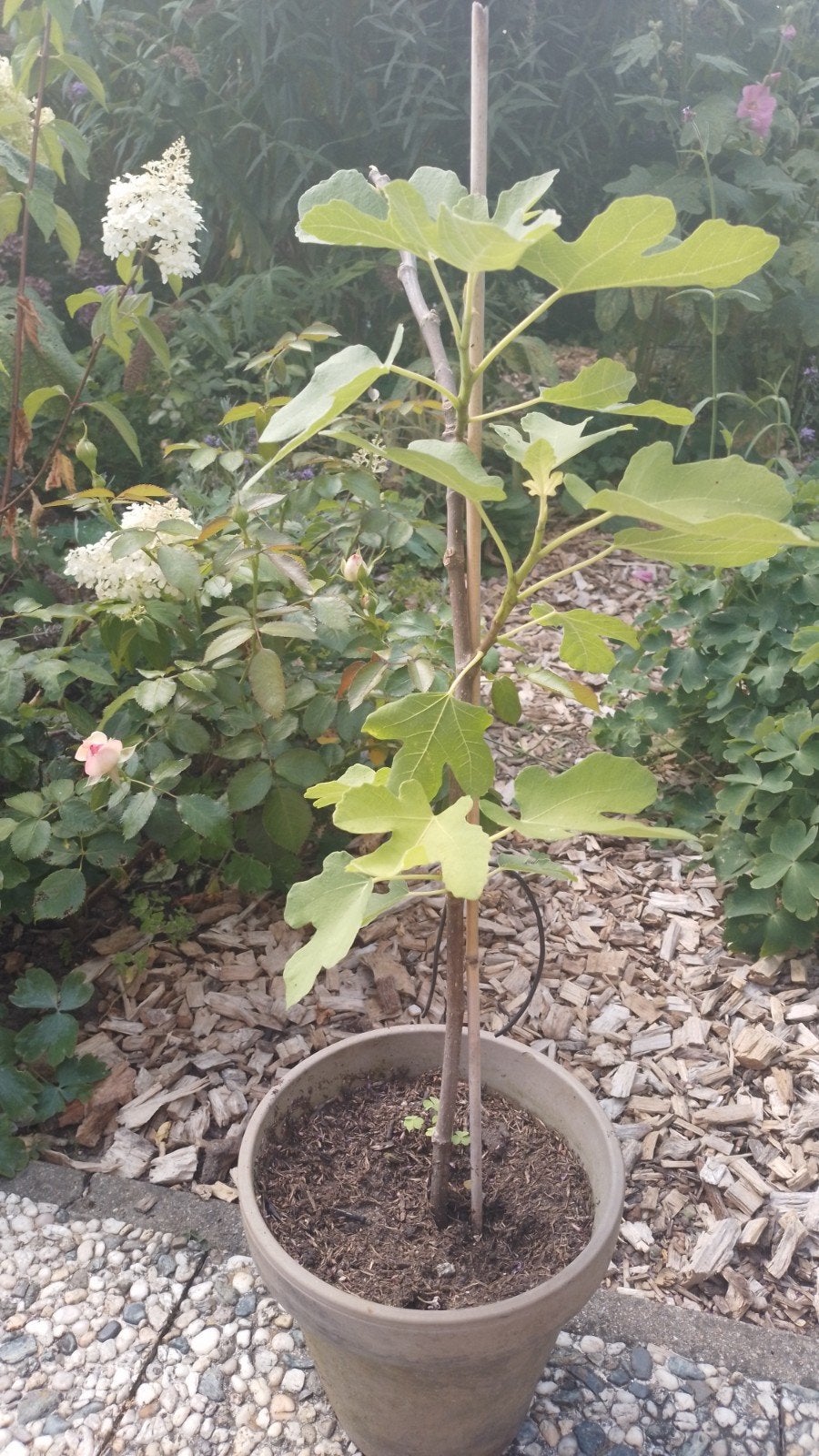 Vijgenboompje / stek, Tuin en Terras, Ophalen, Minder dan 100 cm, Vijgenboom, Zomer