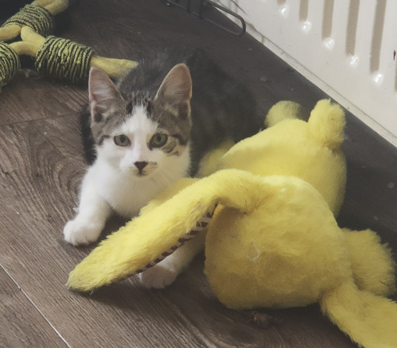 Lieve kittens., Meerdere dieren, Kortharig, 0 tot 2 jaar