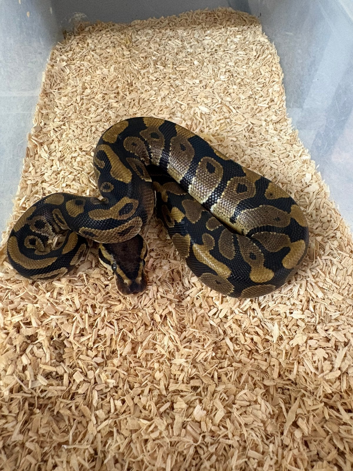 Man wildkleur dh dg clown koningspython ballpython Ball Python - unknown for sale from willems