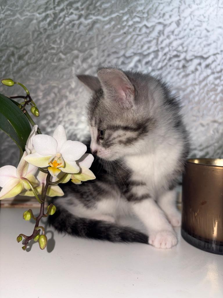 Kitten europeese korthaar x egypsiche mau, Kater