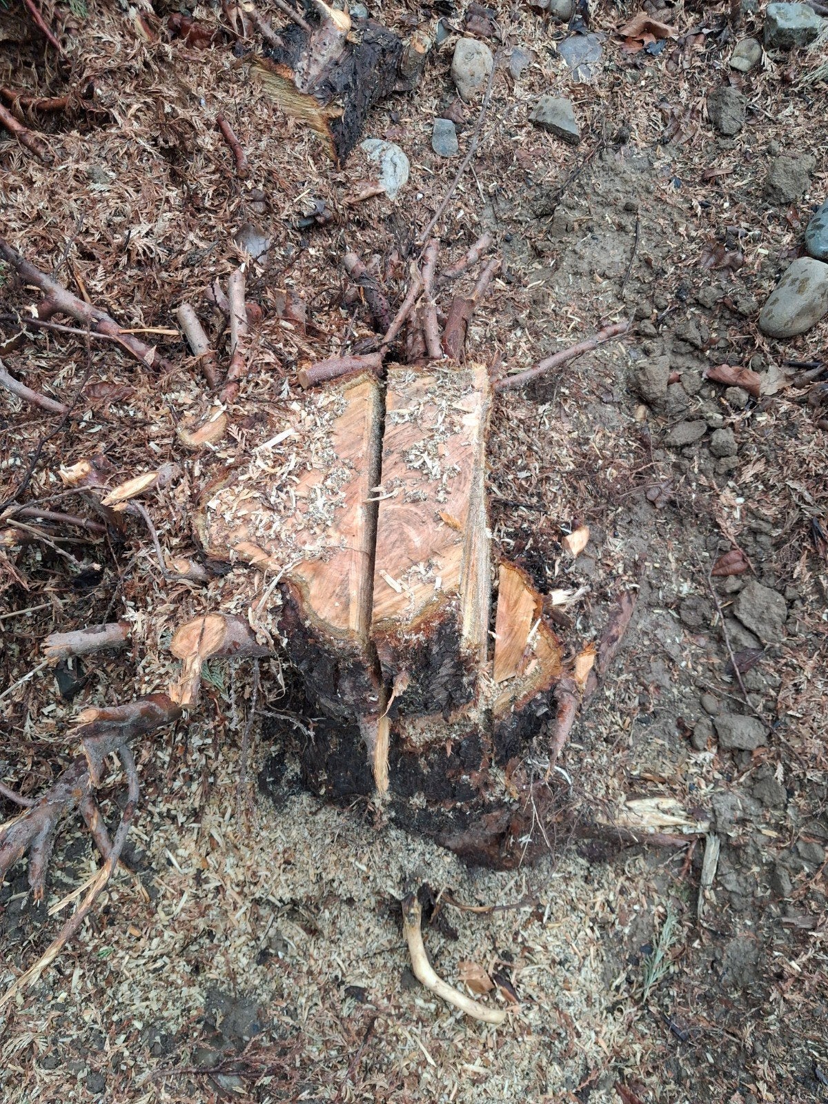 Boomstronk verwijderen, Tuinonderhoud of Snoeiwerk