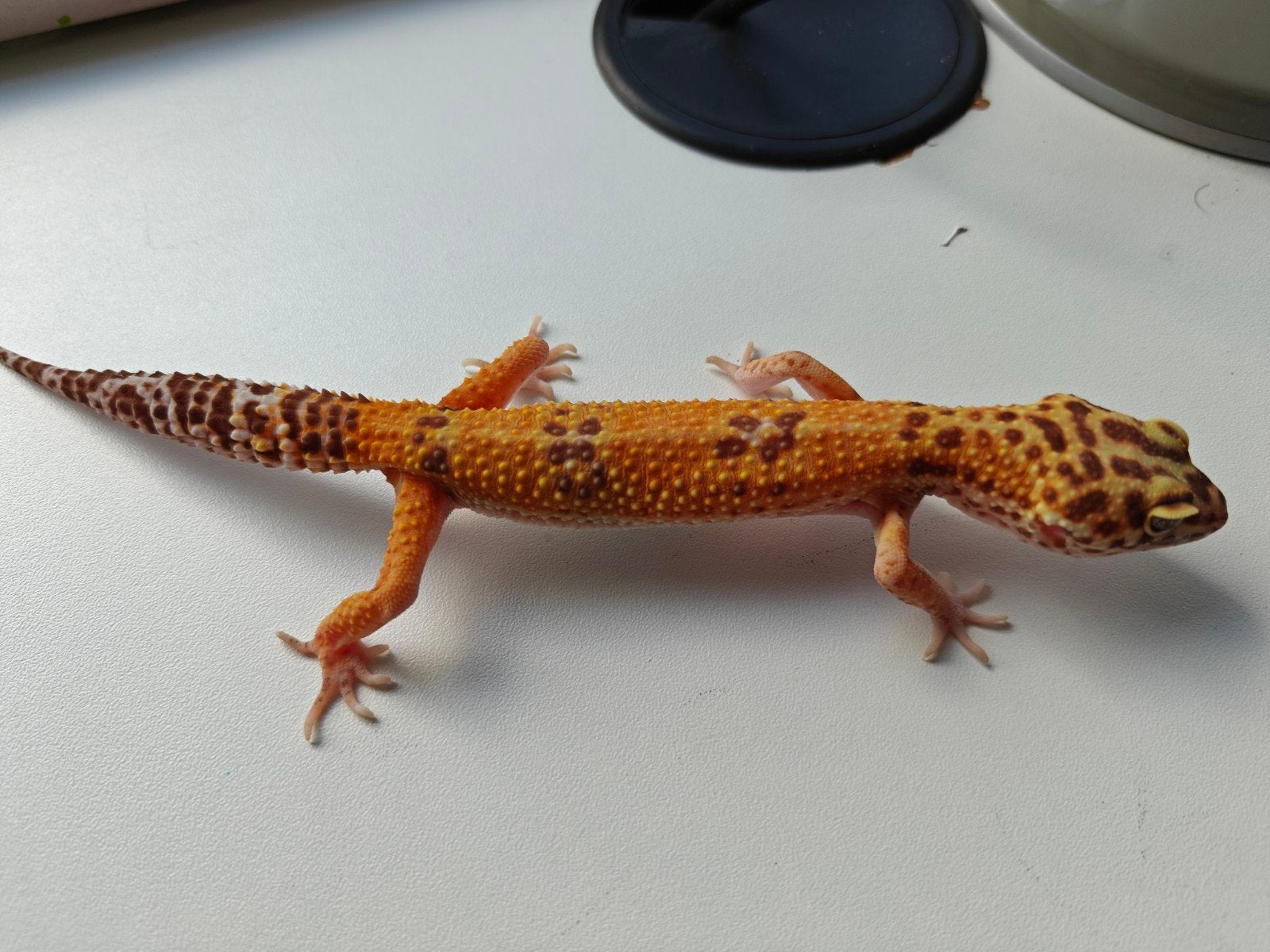 Mooie oranje Tangerine luipaardgekko te koop Leopard Gecko photo 4