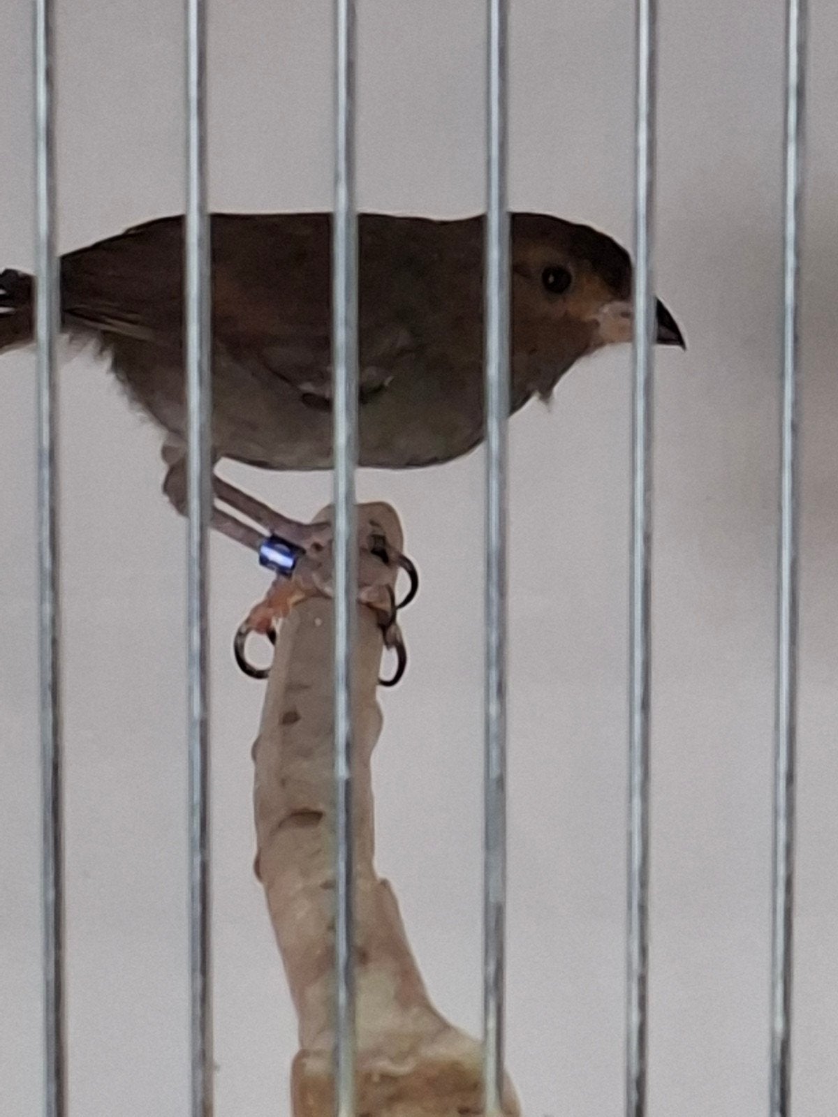 koppel Antilliaanse goudvink, Meerdere dieren