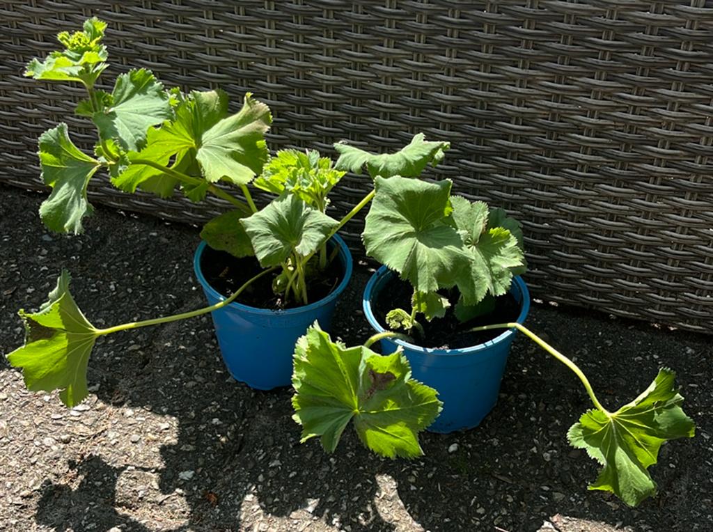 Vrouwenmantel (Alchemilla Mollis) in biologische aarde, Tuin en Terras, Planten | Tuinplanten, Ophalen, Vaste plant