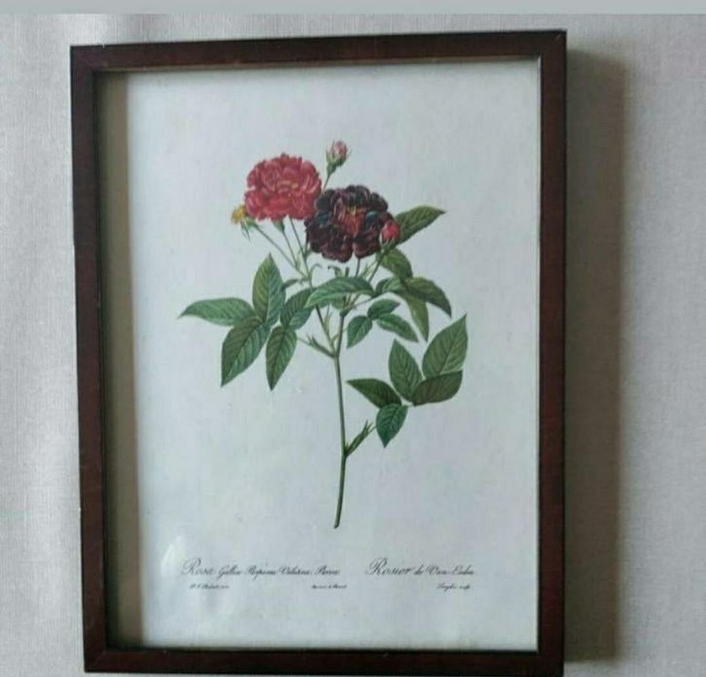 Tekening,lijst,hout,Rosier de Van Eeden,Rosa Gallica Purpura, Ophalen of Verzenden, Flora en Fauna