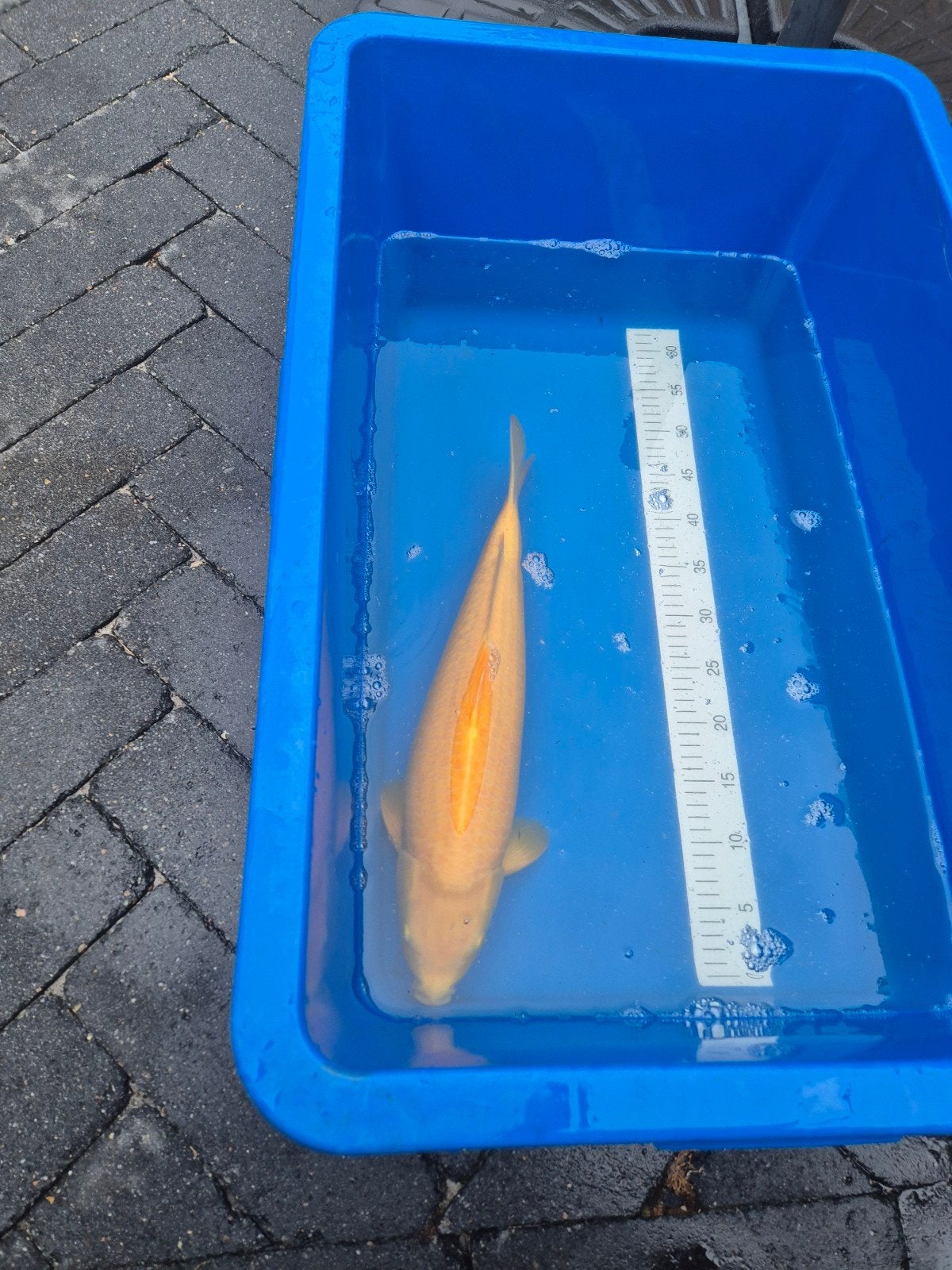 Karashigoi yagenji, Dieren en Toebehoren, Vissen | Vijvervissen, Karper of Koi