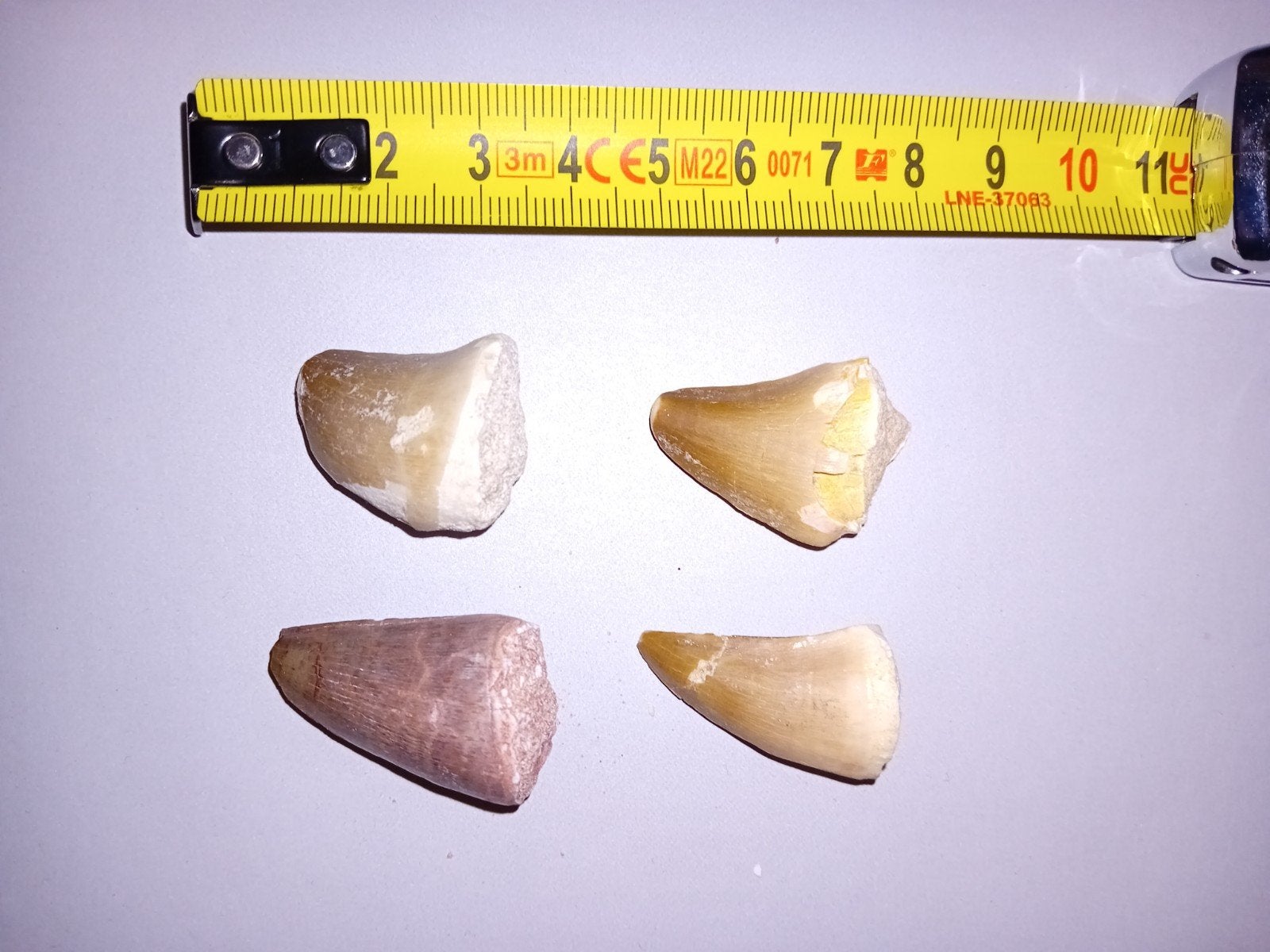 set van 4 mosasaurus tandjes, Ophalen of Verzenden, Fossiel