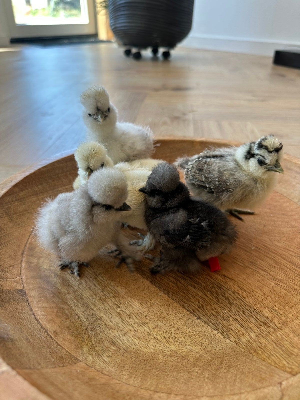 Raszuiver USA zijdehoen kuikentjes (natuurbroed), Dieren en Toebehoren, Geslacht onbekend, Kip