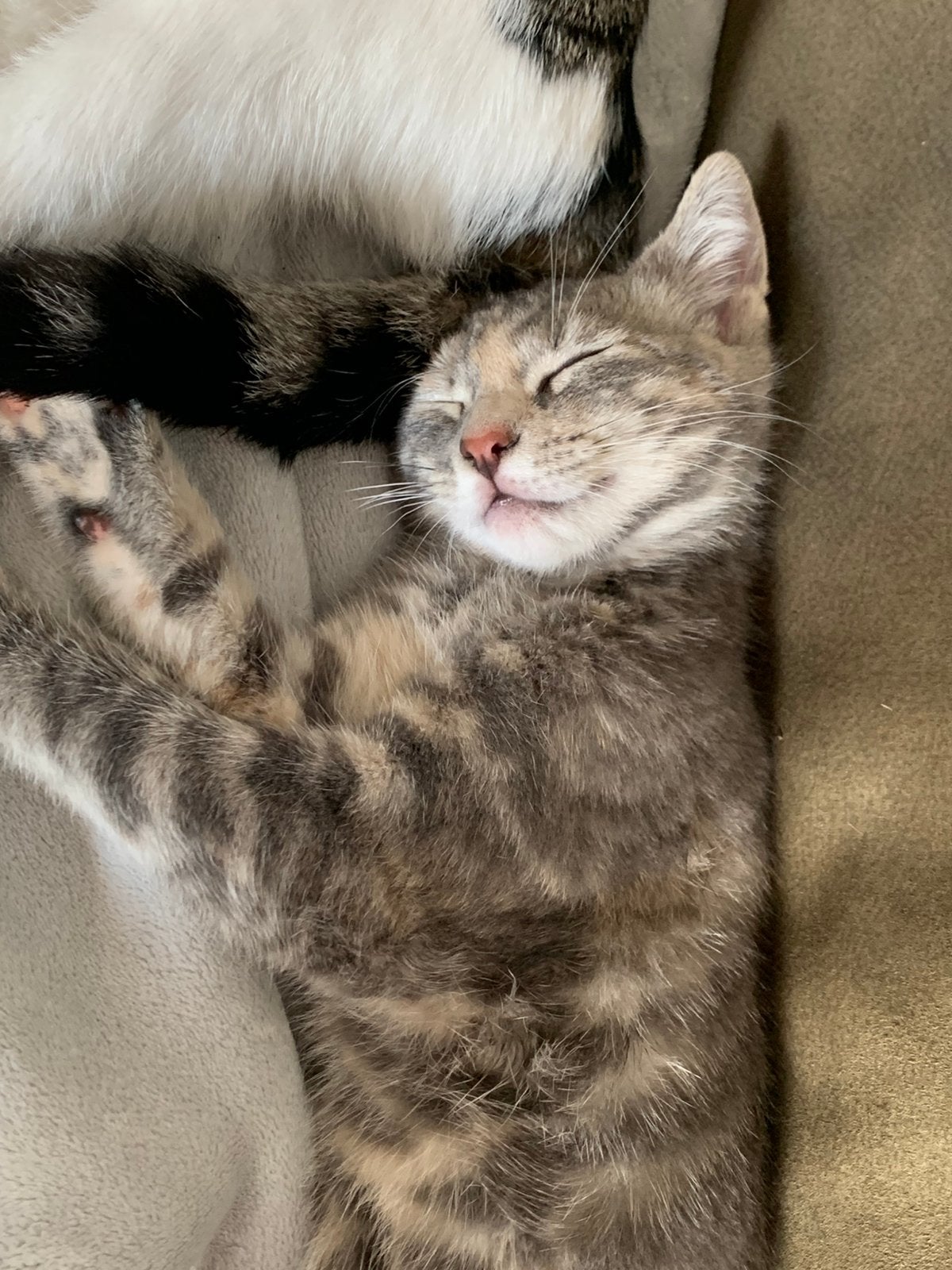 Deze knappe kittens mogen hun nestje verlaten, Meerdere dieren, Ontwormd, 0 tot 2 jaar