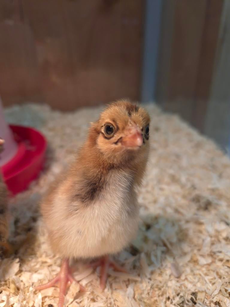 Barnevelder kriel kuikentjes, Geslacht onbekend, Kip