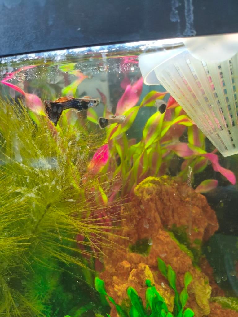 Guppen aquarium 60 liter, Vis