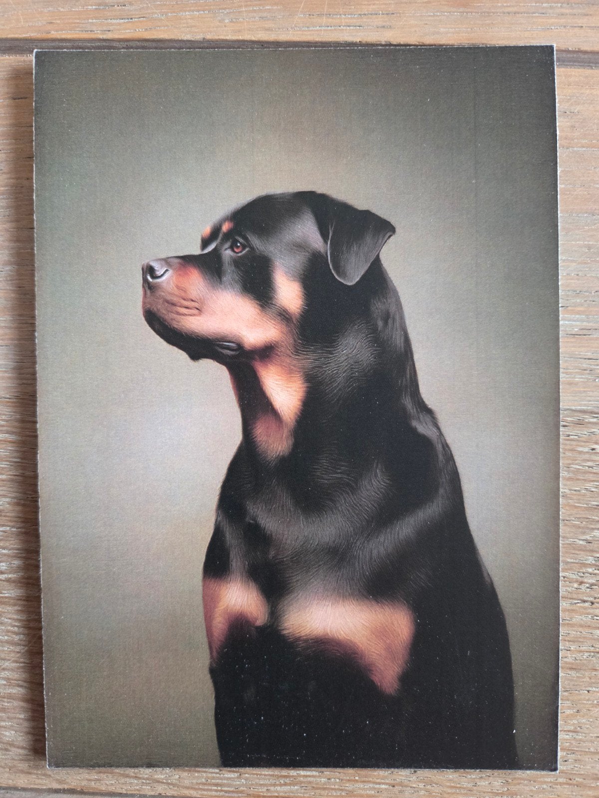 ROTTWEILER, Ophalen, Hond of Kat