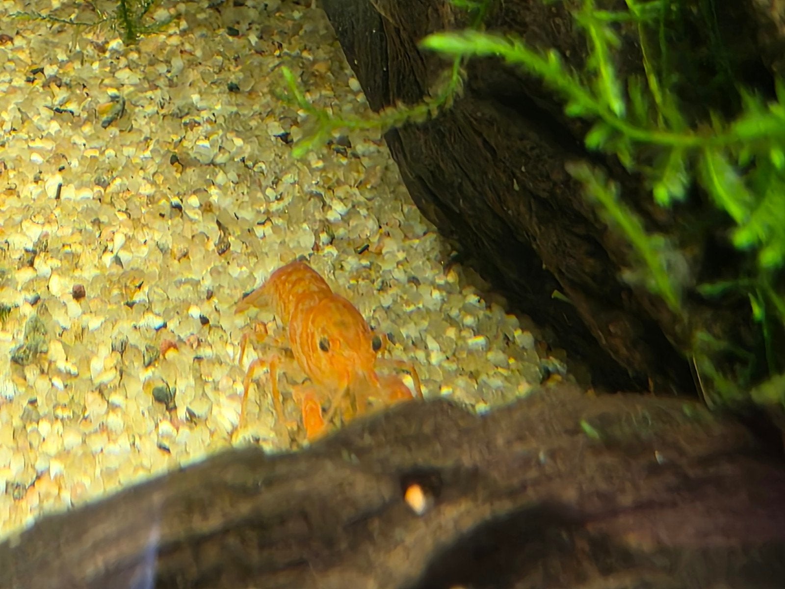 CPO Kreeft / Kreeftjes, Dieren en Toebehoren, Kreeft, Krab of Garnaal, Zoetwatervis
