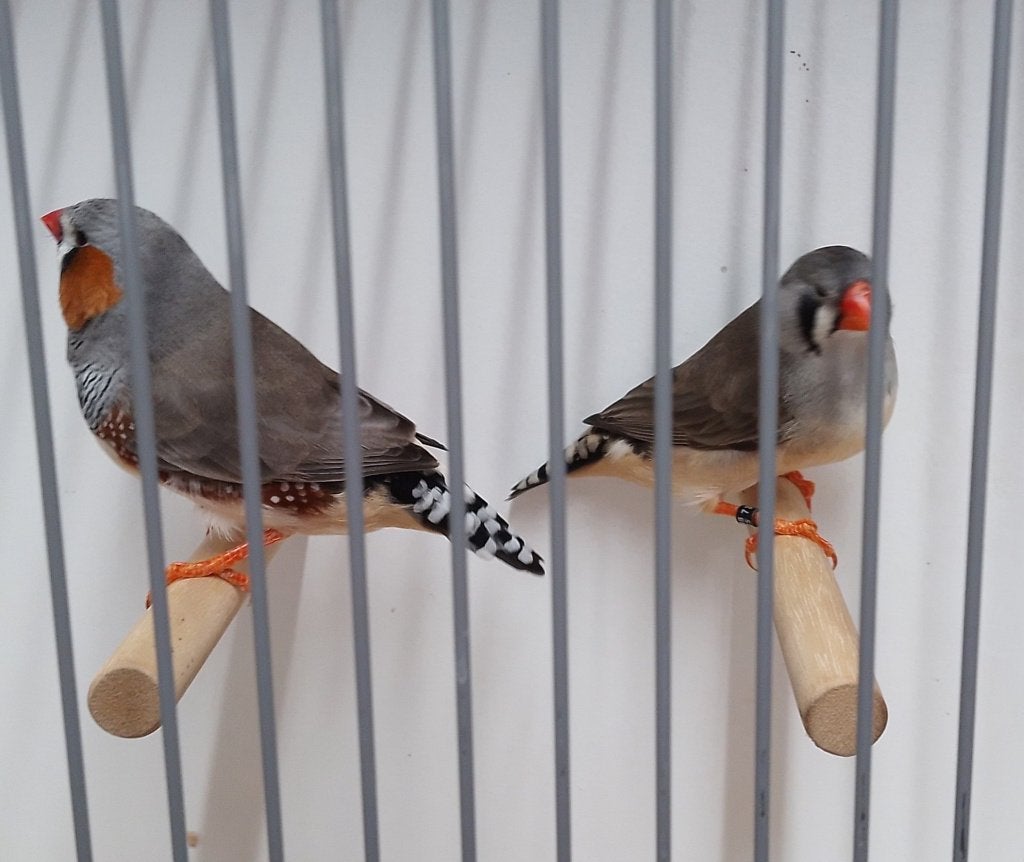 Zebravinken, Meerdere dieren, Tropenvogel, Geringd