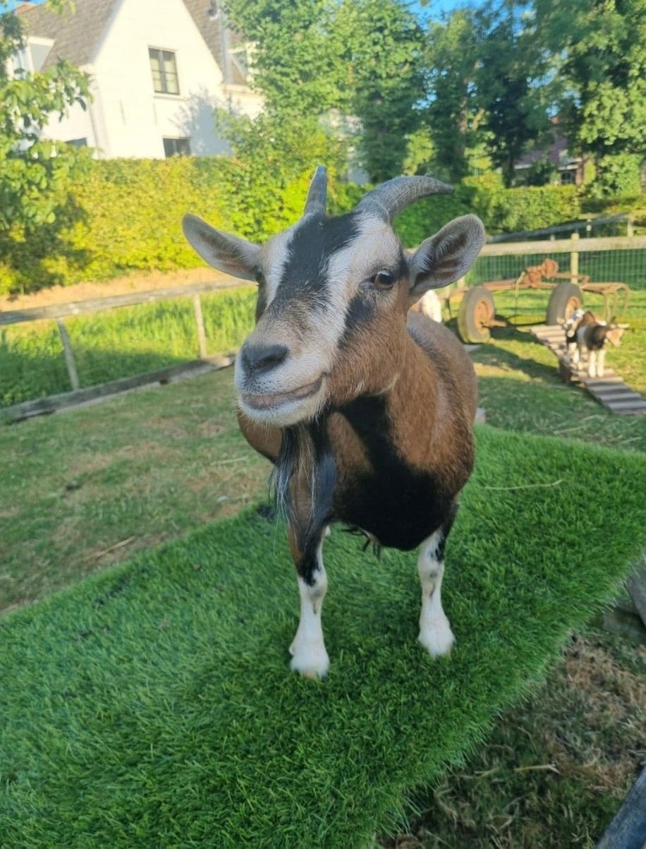lief dwergeitje te koop, Dieren en Toebehoren, Schapen, Geiten en Varkens, Vrouwelijk, Geit