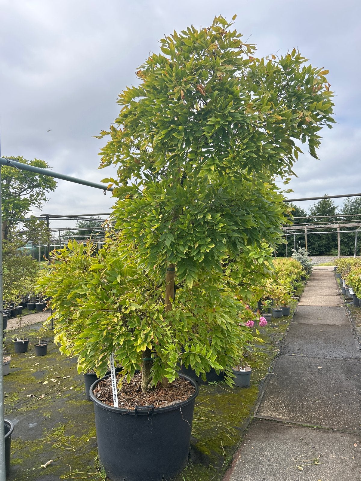Wisteria in 160 liter pot - Prachtige Blauwe Regen, Ophalen, Volle zon, Vaste plant, Klimplanten