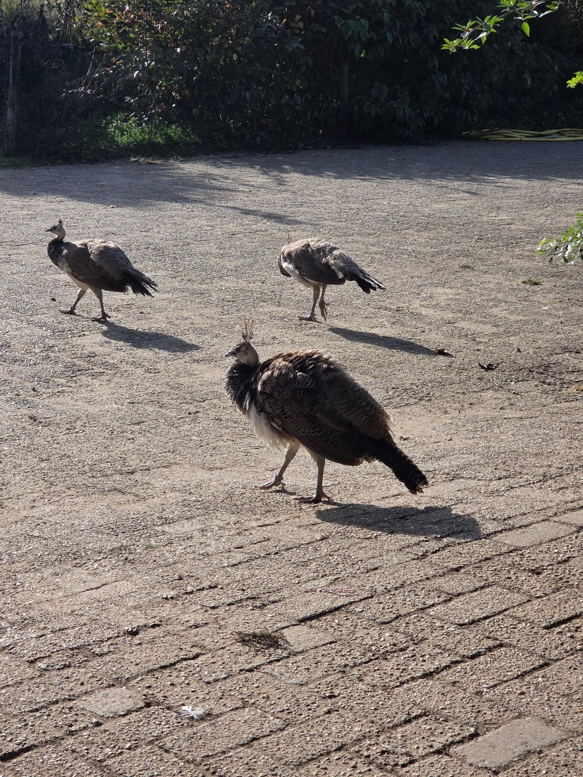 3 jonge blauwe pauwen, Dieren en Toebehoren, Mannelijk