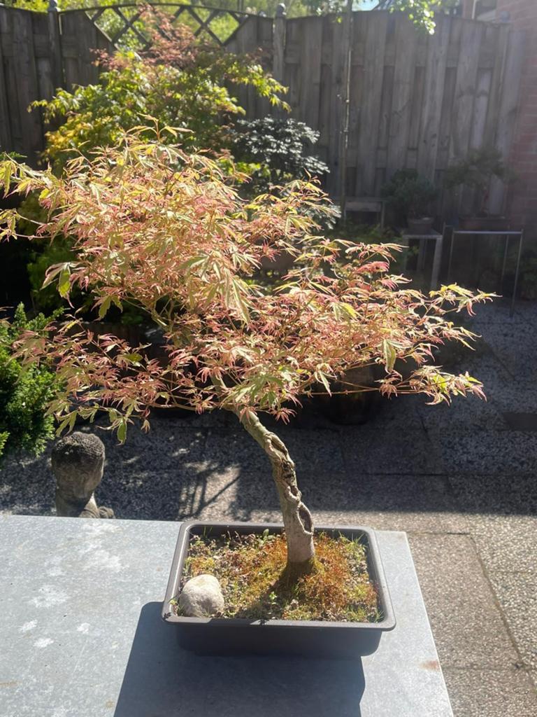 Japanse Esdoorn Bonsai - Acer Palmatum, Overige soorten, Vaste plant, Ophalen of Verzenden, Bloeit niet