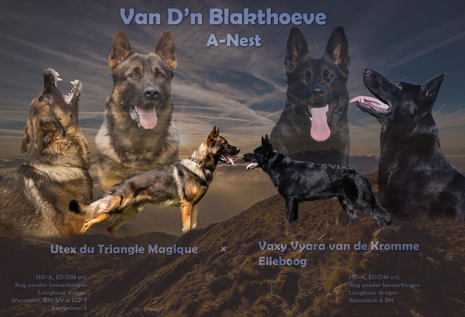 Duitse herder pups langhaar&korthaar, 8 tot 15 weken, Meerdere, Meerdere dieren, Herder