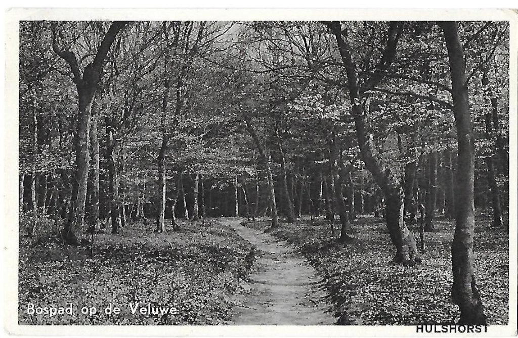 Hulsthorst Bospad Gelopen Ansichtkaart (B602) 1958, Verzamelen, Ophalen of Verzenden, 1940 tot 1960, Gelopen