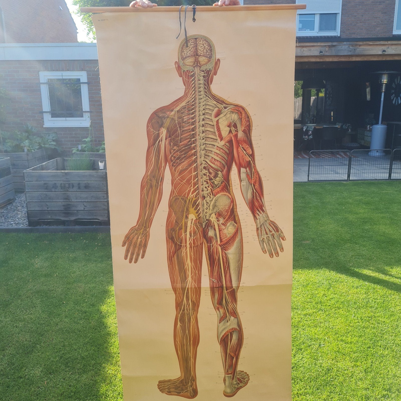 Vintage anatomische schoolplaat - Zenuwstelsel, Antiek en Kunst, Ophalen of Verzenden