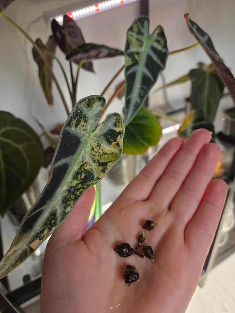 Alocasia bambino aurea corms, Ophalen of Verzenden