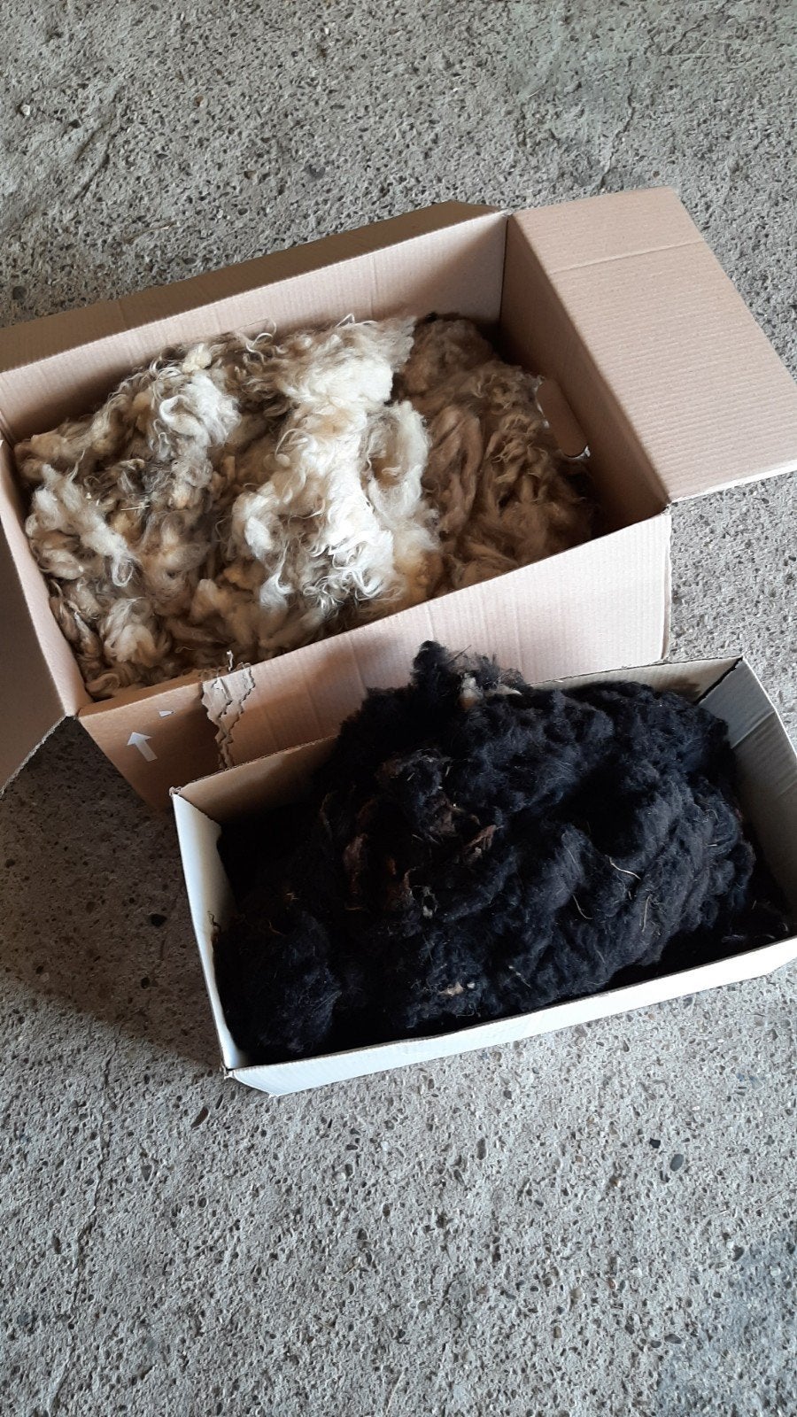 Schapenwol Ouessant Quessant, Dieren en Toebehoren, Schapen, Geiten en Varkens, Mannelijk, Schaap