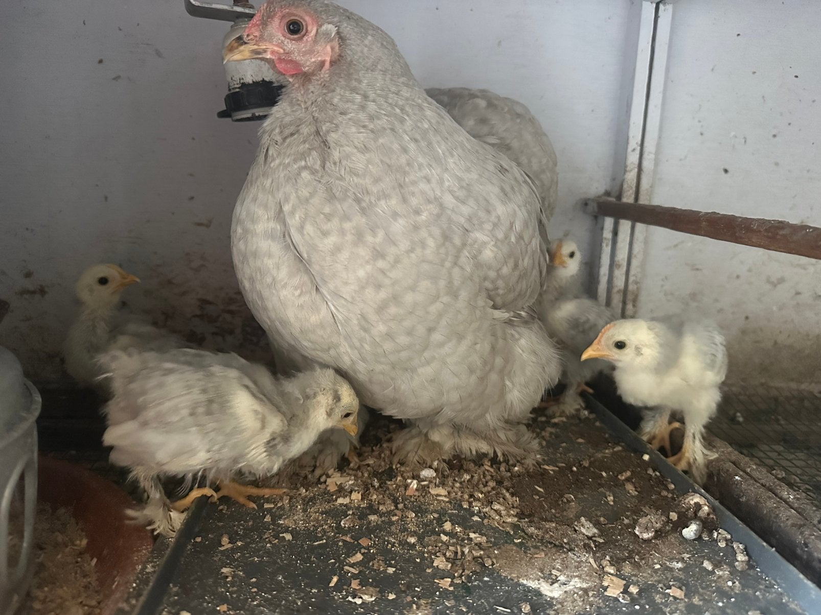 Cochin parelgrijs Kloek met 4 kuikentjes, Dieren en Toebehoren, Pluimvee, Meerdere dieren, Kip
