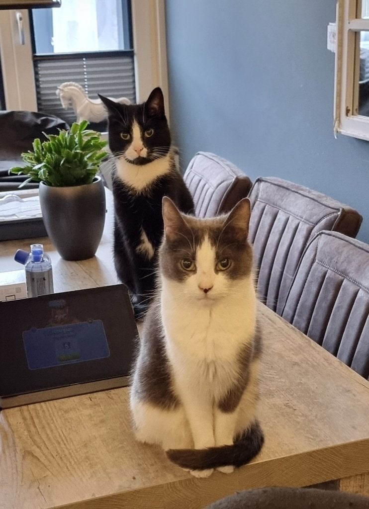 Spoed!!!!! Liefdevol thuis gezocht..., Meerdere dieren, Kortharig, 6 jaar of ouder