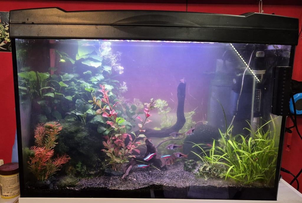 Tropisch aquarium 80L. Met veel accessoires., Dieren en Toebehoren, Vissen | Aquaria en Toebehoren, Ophalen, Gevuld zoetwateraquarium