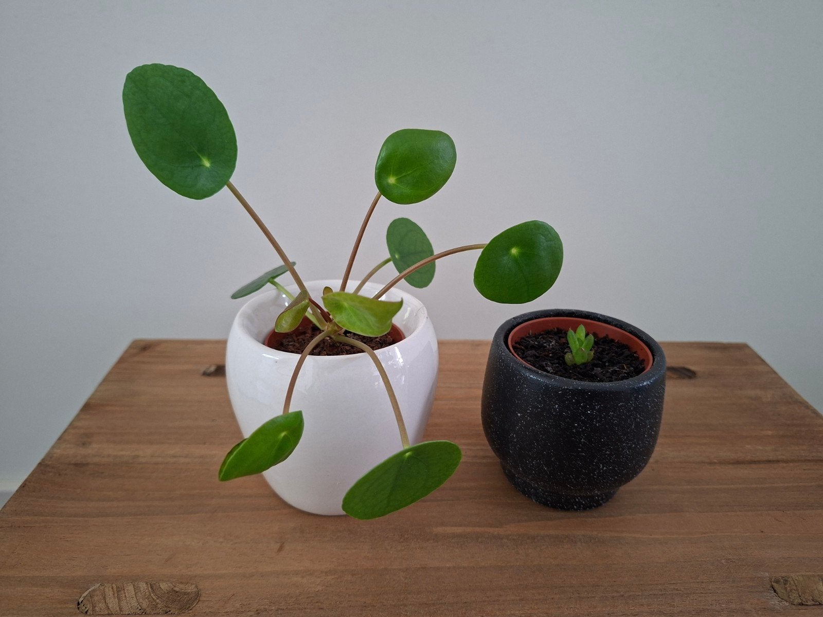 Pannenkoek plant en Haworthia Cooperi Baker incl. bloempotje, Ophalen, Halfschaduw, Minder dan 100 cm