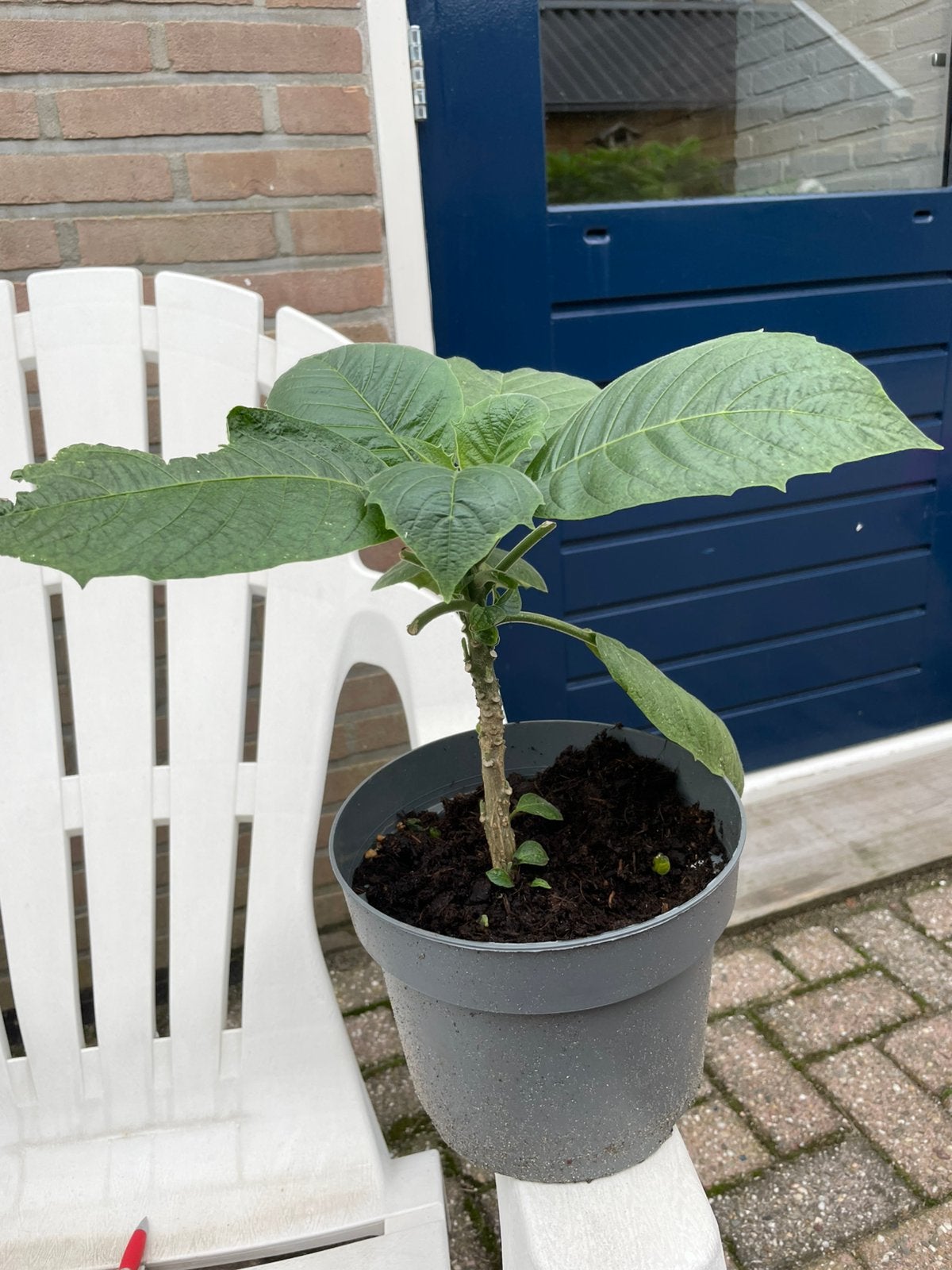 Brugmansia flowerdream, Tuin en Terras, Ophalen, Overige soorten, Volle zon
