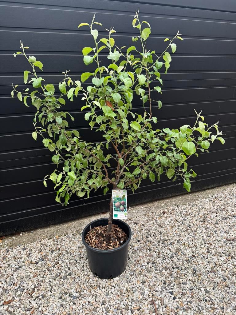 Perenboom biologisch., Ophalen, Overige soorten, 100 tot 250 cm