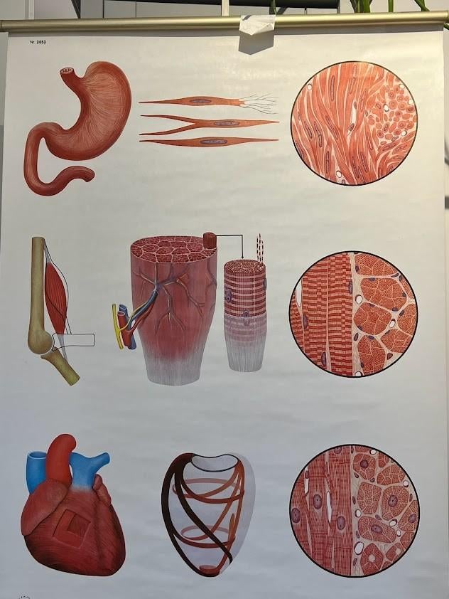 Spieren 2052 oude perfecte wandplaat 1977', Antiek en Kunst, Antiek | Schoolplaten, Ophalen, Natuur en Biologie